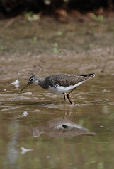 David Plant Photography - Wildlife Photographer - Green sandpiper - M